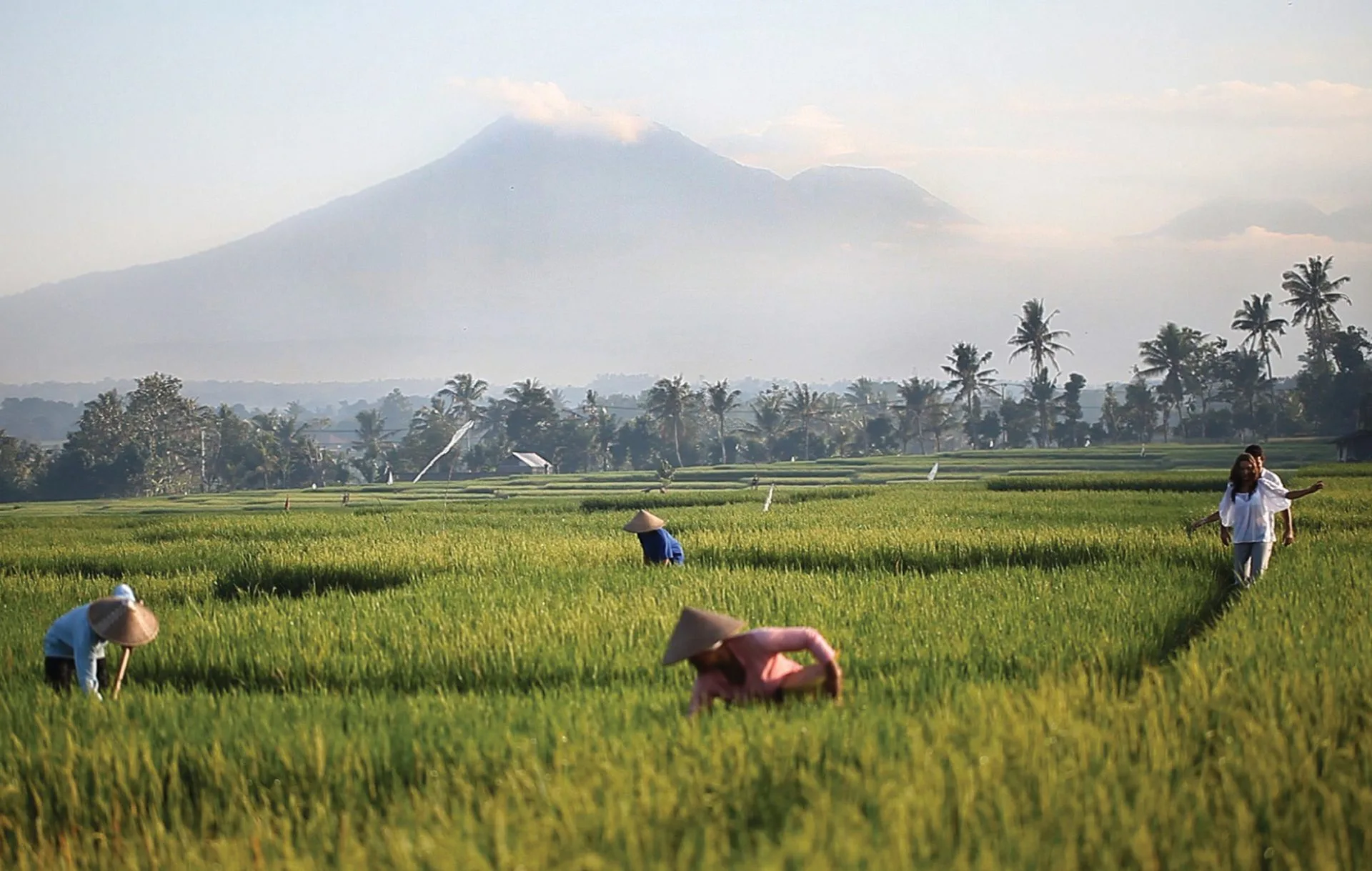 Rice-paddy landscape retreat